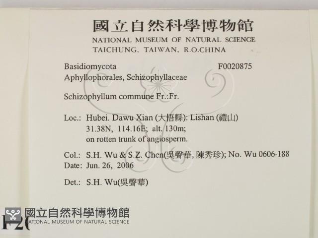 裂褶菌藏品圖，第2張
