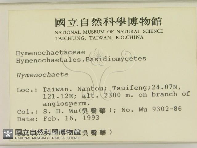 刺革菌屬藏品圖，第2張