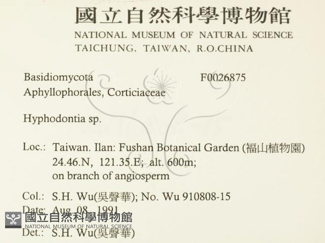 絲齒菌屬藏品圖，第2張