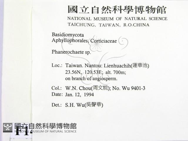 顯絲菌屬藏品圖，第2張