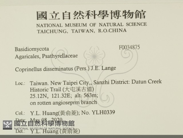 簇生鬼傘藏品圖，第2張