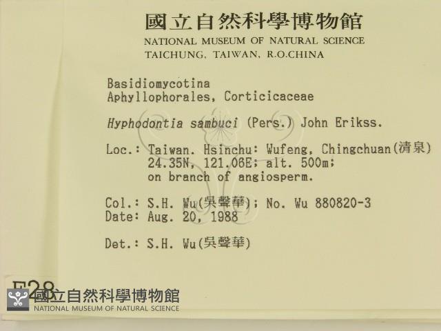 冇骨消絲齒菌藏品圖，第2張
