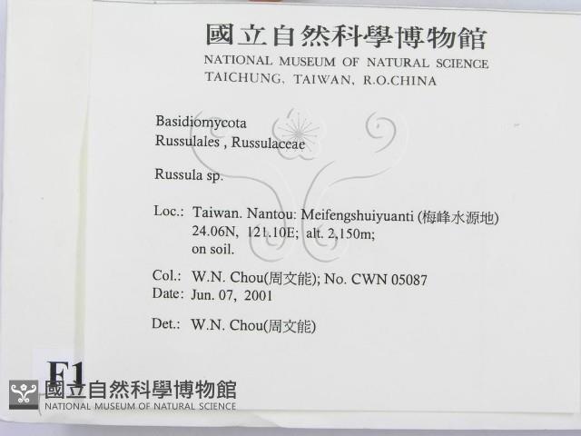 紅菇屬藏品圖，第2張