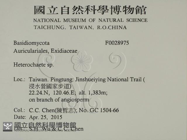 刺皮菌屬藏品圖，第2張