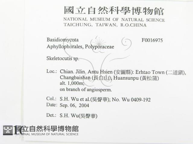 骨皮菌屬藏品圖，第2張