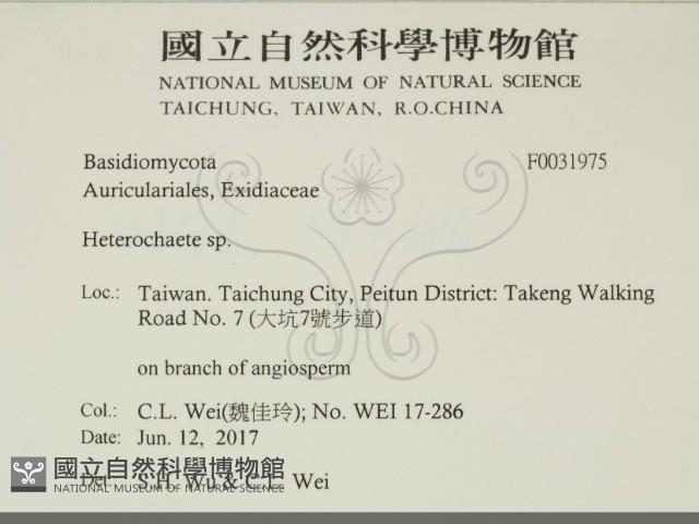 刺皮菌屬藏品圖，第2張