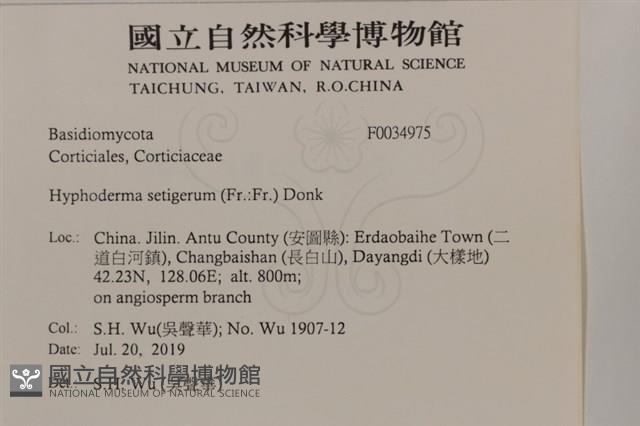 剛毛絲皮菌藏品圖，第2張
