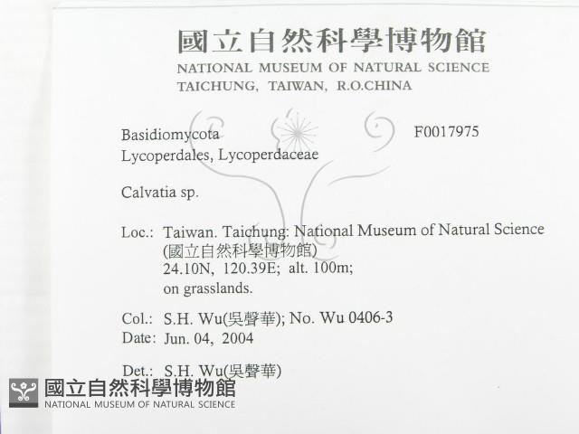 禿馬勃屬藏品圖，第2張