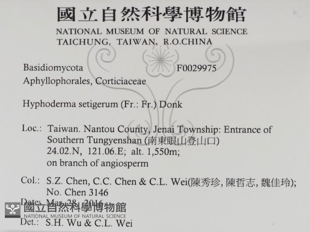 剛毛絲皮菌藏品圖，第2張