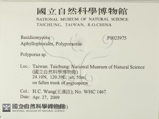 多孔菌屬藏品圖，第2張