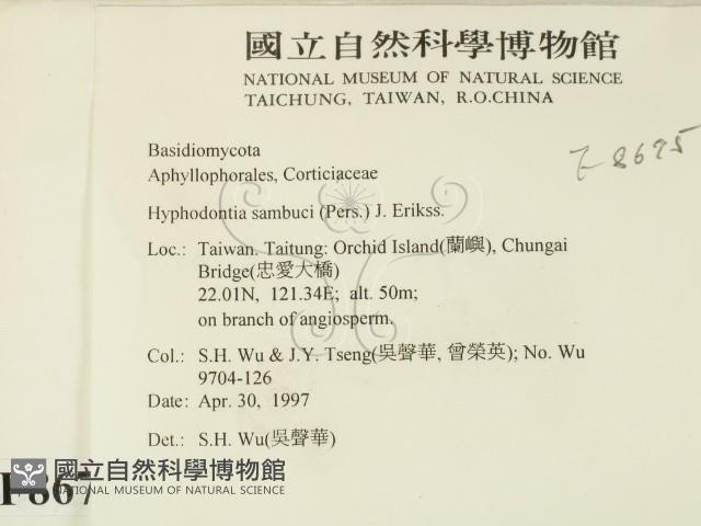 冇骨消絲齒菌藏品圖，第2張