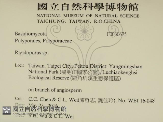 硬孔菌屬藏品圖，第2張