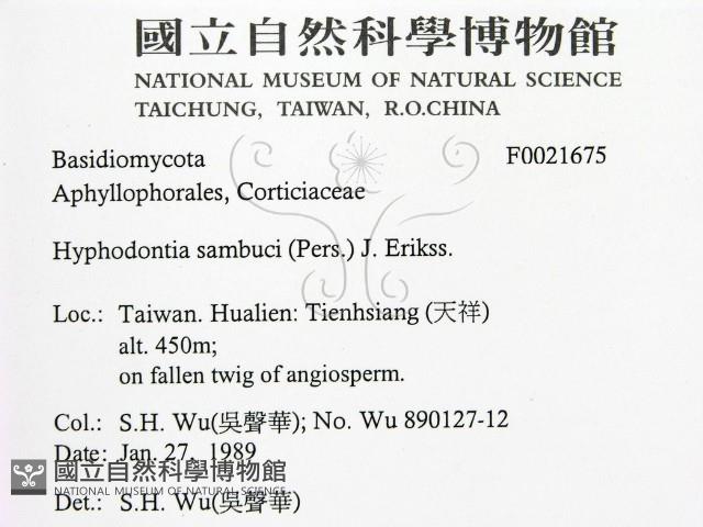 冇骨消絲齒菌藏品圖，第2張