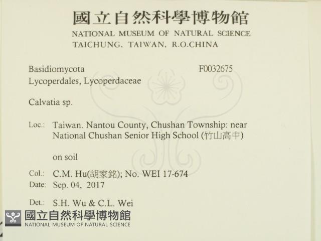 禿馬勃屬藏品圖，第2張