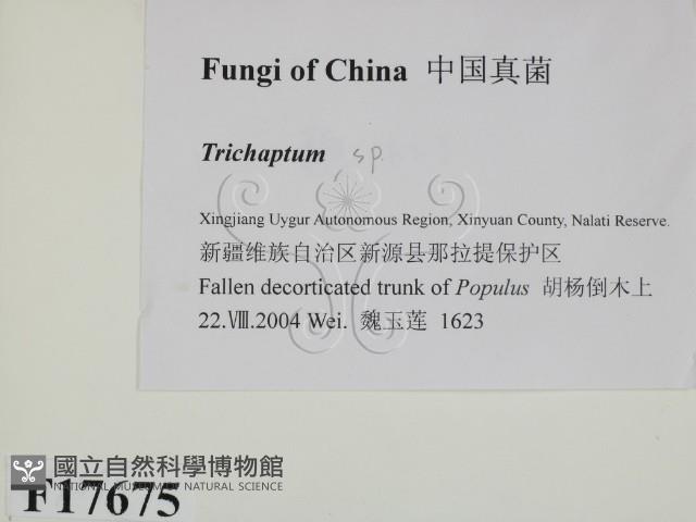 附毛菌屬藏品圖，第2張
