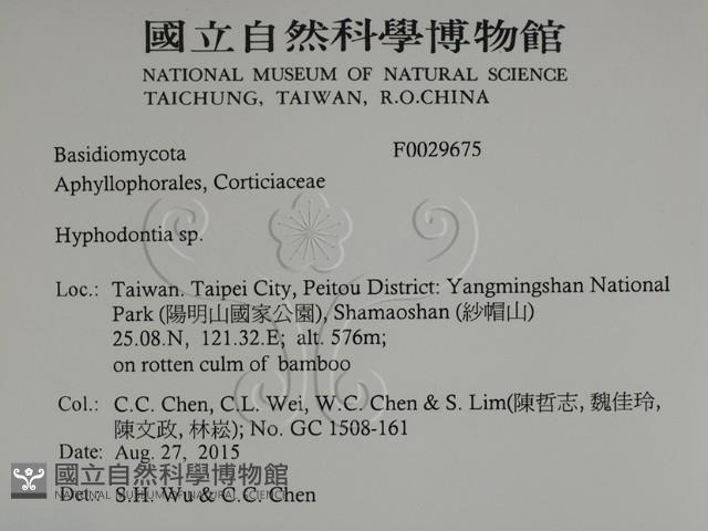 絲齒菌屬藏品圖，第2張