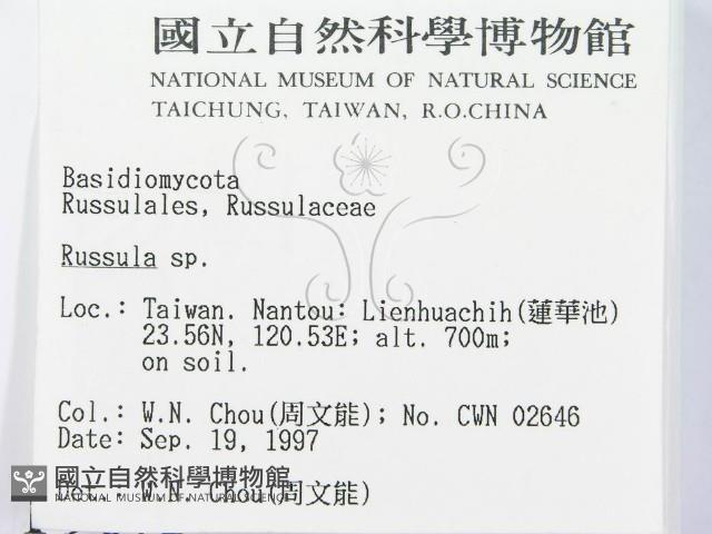 紅菇屬藏品圖，第2張