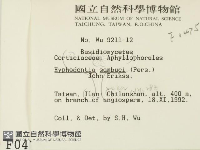 冇骨消絲齒菌藏品圖，第2張