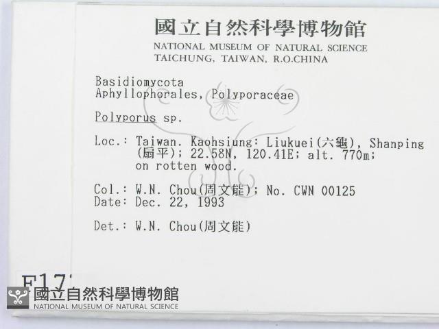 多孔菌屬藏品圖，第2張
