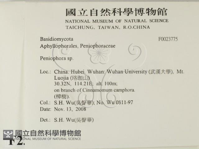 筍殼菌屬藏品圖，第2張