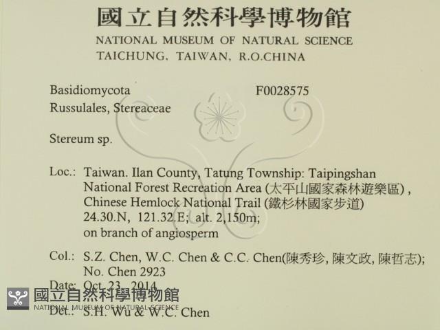 韌革菌屬藏品圖，第2張