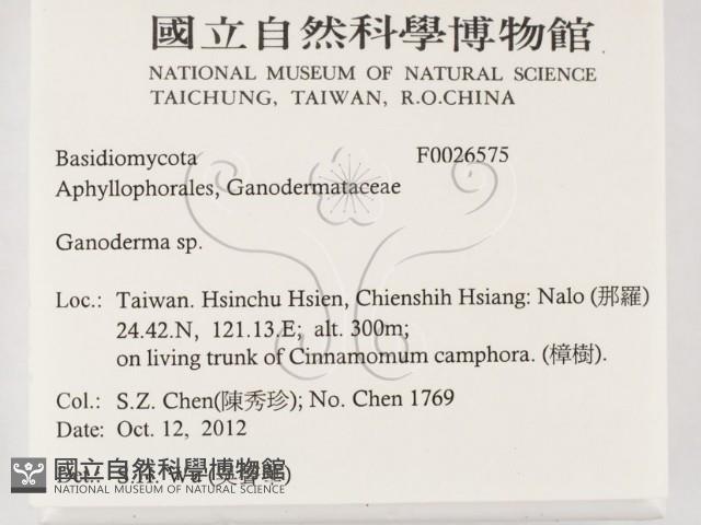 靈芝屬藏品圖，第2張