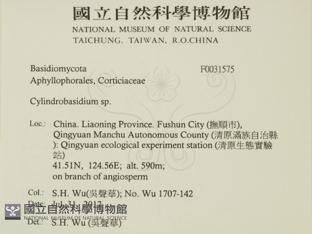 柱擔菌屬藏品圖，第2張