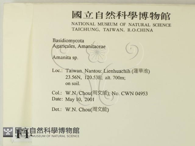 鵝膏屬藏品圖，第2張