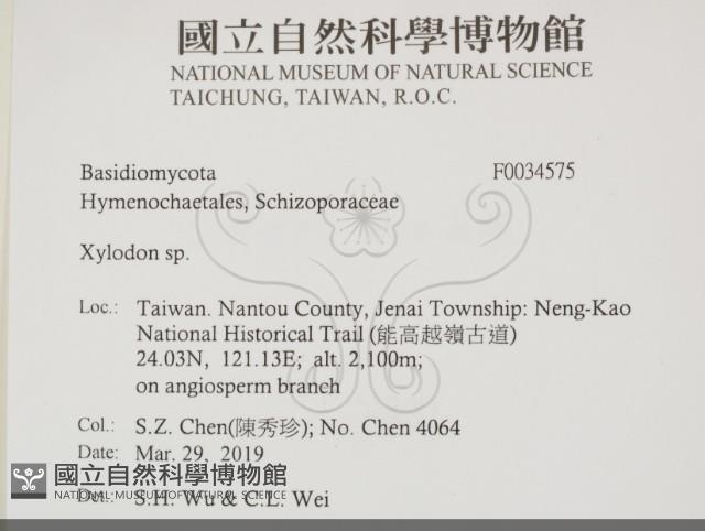 木齒菌屬藏品圖，第2張