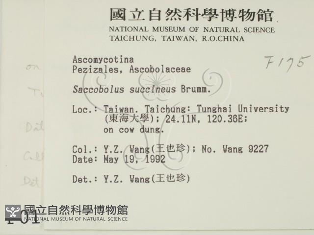 登錄號:F0000175藏品圖，第2張