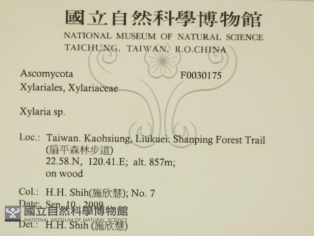炭角菌屬藏品圖，第2張