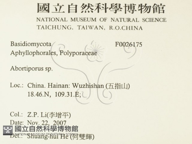 殘孔菌屬藏品圖，第2張