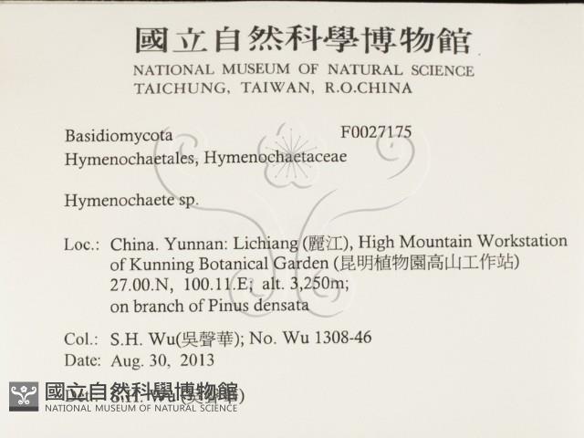刺革菌屬藏品圖，第2張