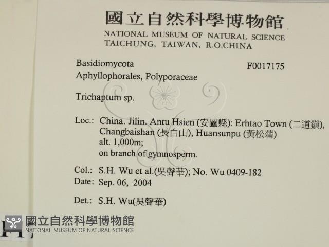 附毛菌屬藏品圖，第2張