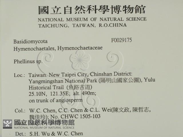 木層孔菌屬藏品圖，第2張