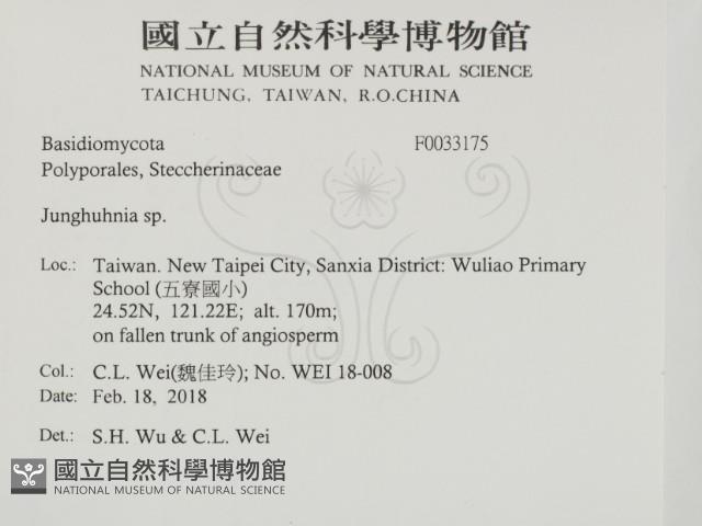容氏菌屬藏品圖，第2張