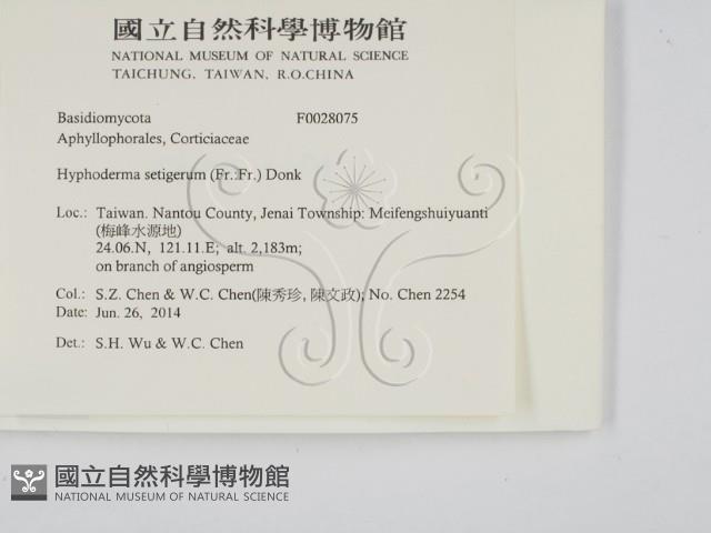 剛毛絲皮菌藏品圖，第2張