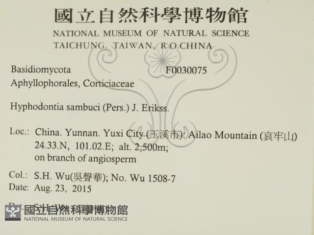 冇骨消絲齒菌藏品圖，第2張