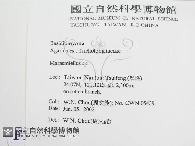 微皮傘屬藏品圖，第2張