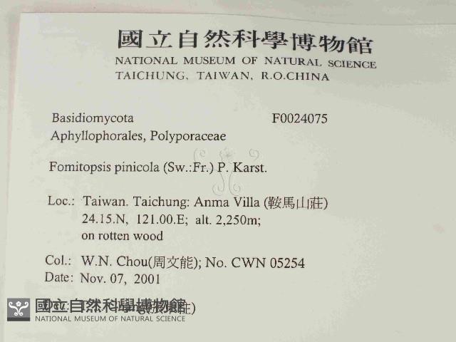 松生擬層孔菌藏品圖，第2張