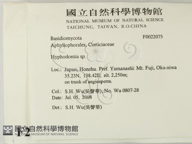 絲齒菌屬藏品圖，第2張