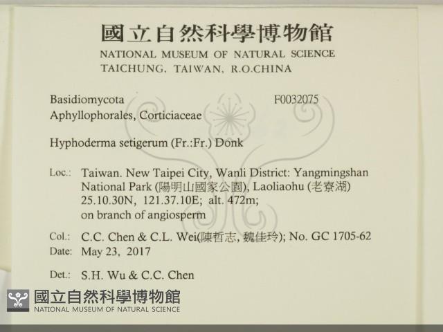 剛毛絲皮菌藏品圖，第2張