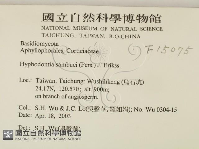 冇骨消絲齒菌藏品圖，第2張