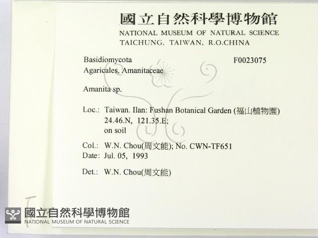 鵝膏屬藏品圖，第2張