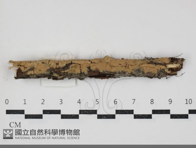 木齒菌屬藏品圖，第2張