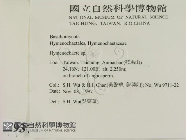 刺革菌屬藏品圖，第2張