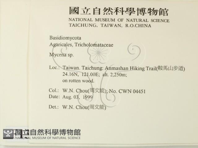 小菇屬藏品圖，第2張