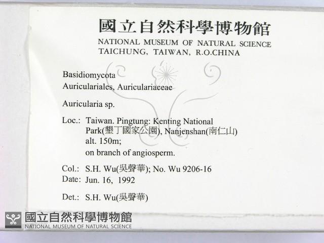 木耳屬藏品圖，第2張