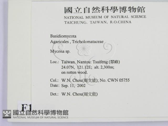 小菇屬藏品圖，第2張