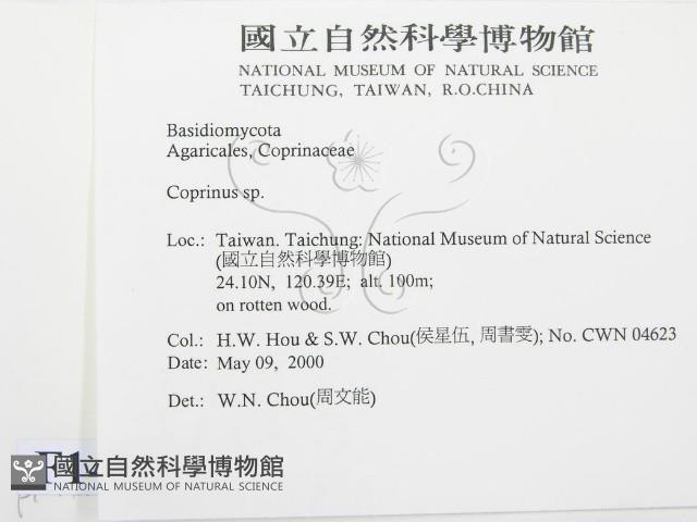 鬼傘屬藏品圖，第2張